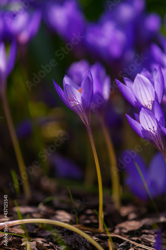 Violet crocus flowers close-up. Colorful meadow. Abundant blossoming at spring and autumn. Floral soft tender botanical background.