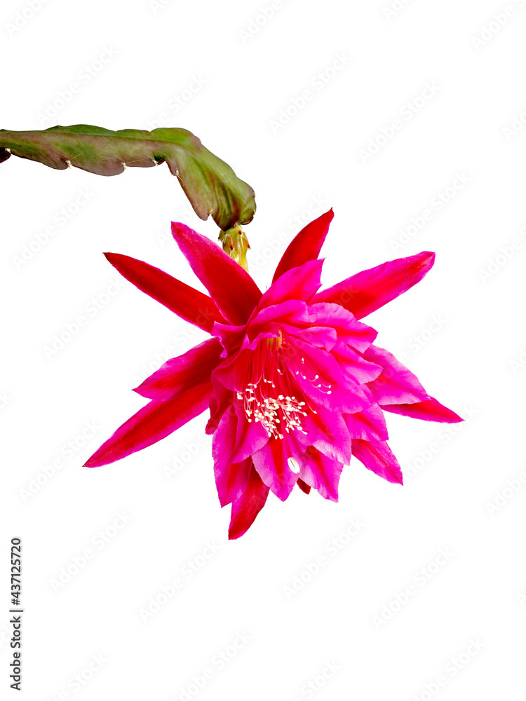 Epiphyllum with pink bloosom against white wall
