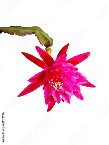 Obraz na płótnie Epiphyllum with pink bloosom against white wall w salonie