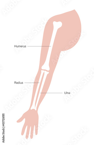 Arm bones poster photo