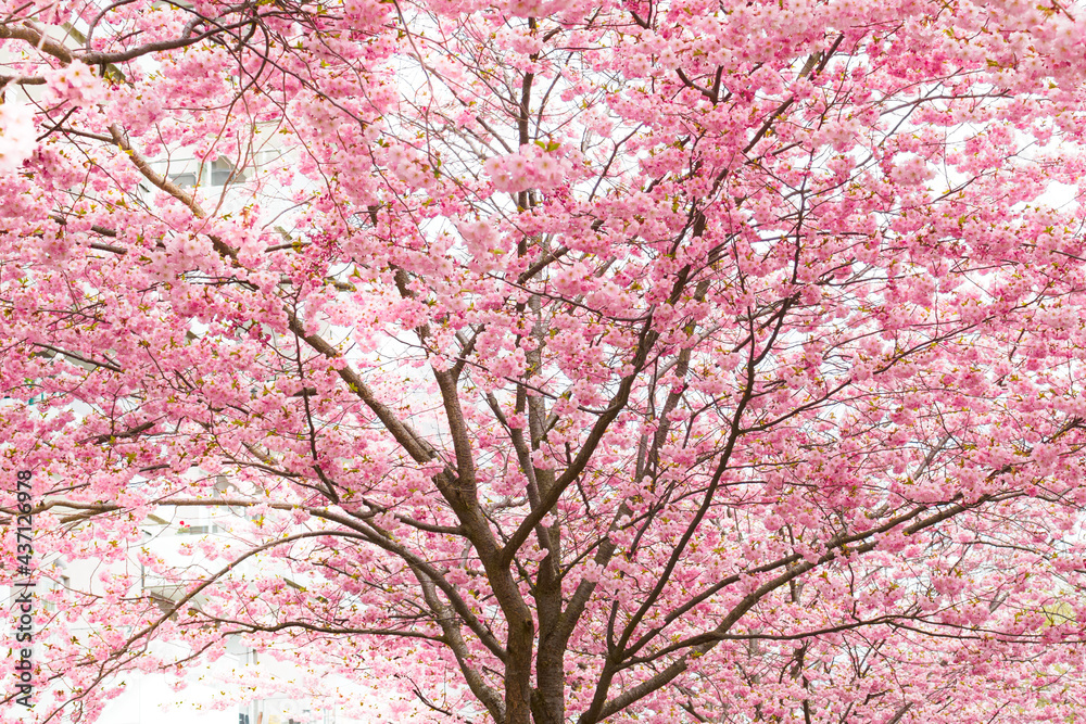Full frame view of cherry trees blossoming in spring