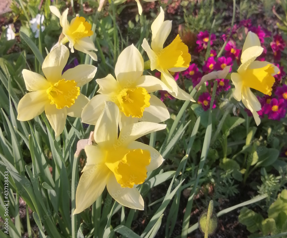 daffodils in spring