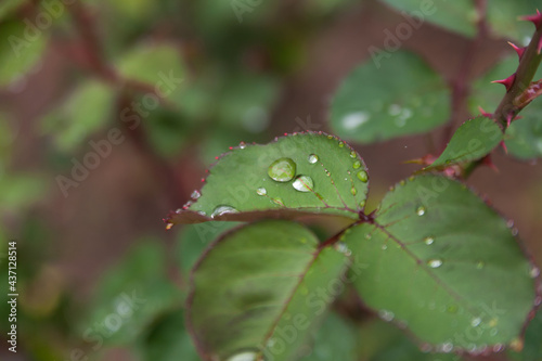A small fresh drop of dew close-up on a green leaf of a bush rose. Closeup of nature, summer gardening, free space for text. 