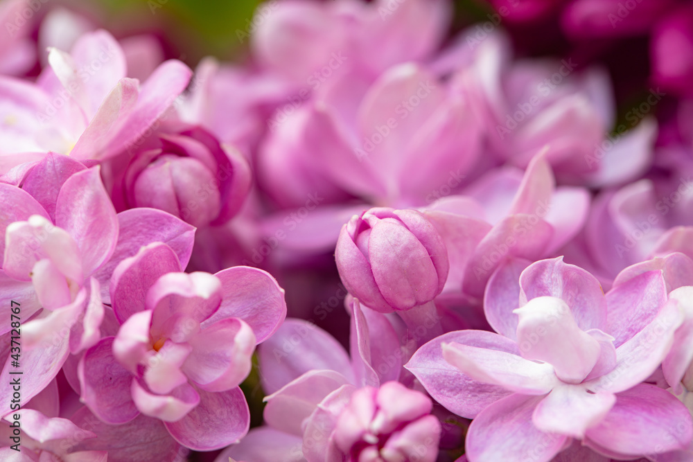 purple lilac flowers background, wallpaper purple lilac flowers background, wallpaper
