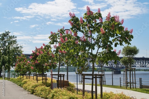 blooming red chestnut trees on the Vistula boulevard against the background of the river and the bridge in Płock, Poland 