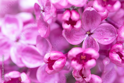 purple lilac  flowers background  wallpaper