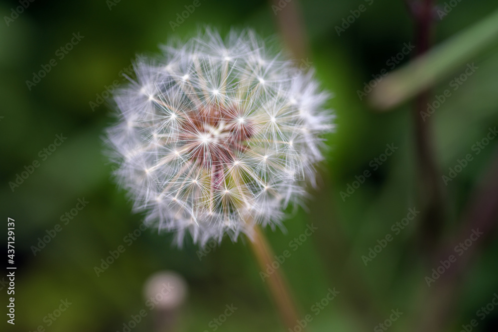 Fototapeta premium Macro photography of the seedhead of a dandelion