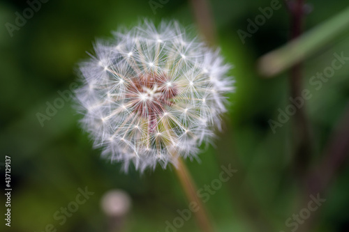 Macro photography of the seedhead of a dandelion