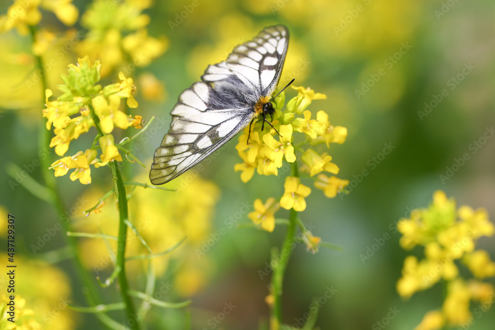 Fototapeta premium 菜の花にとまるウスバシロチョウ