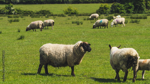 Irish Sheeps © Catalin