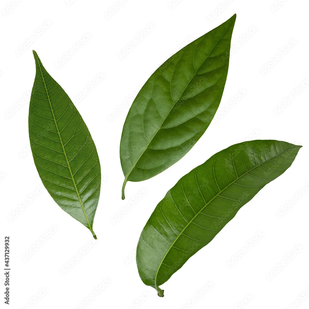 Fototapeta premium Mango and avocado leaves isolated on white background