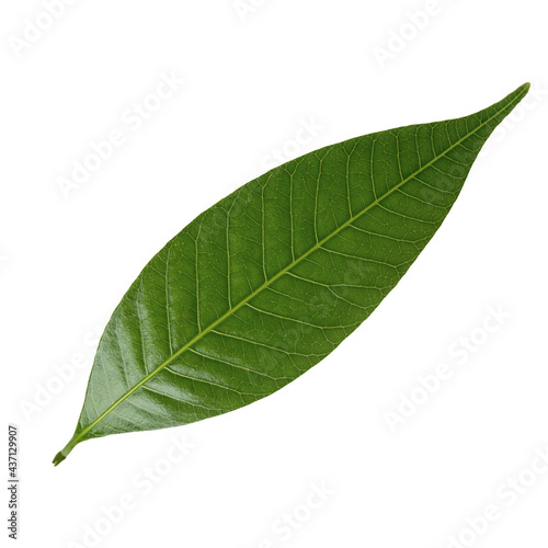 Mango leaf isolated on white background