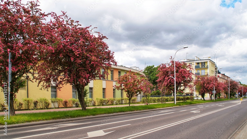 flowering trees at Adam Mickiewicz Street in Płock, Poland flowering trees at Adam Mickiewicz Street in Płock, Poland