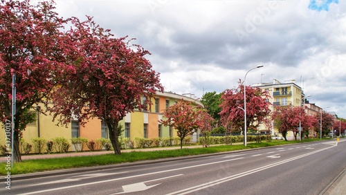 flowering trees at Adam Mickiewicz Street in Płock, Poland 