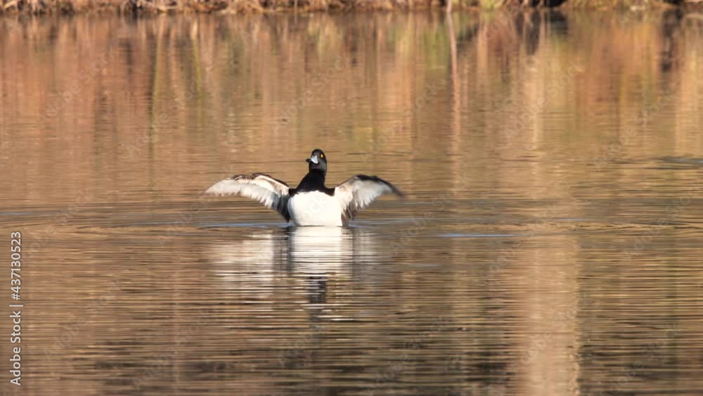 Tufted Duck flapping wings ( Aythya fuligula ) Tufted Duck flapping wings ( Aythya fuligula )