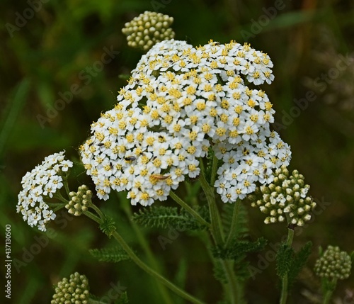 flowers in the forest