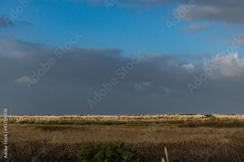 View of a green plain with a stormy sky in Argentina