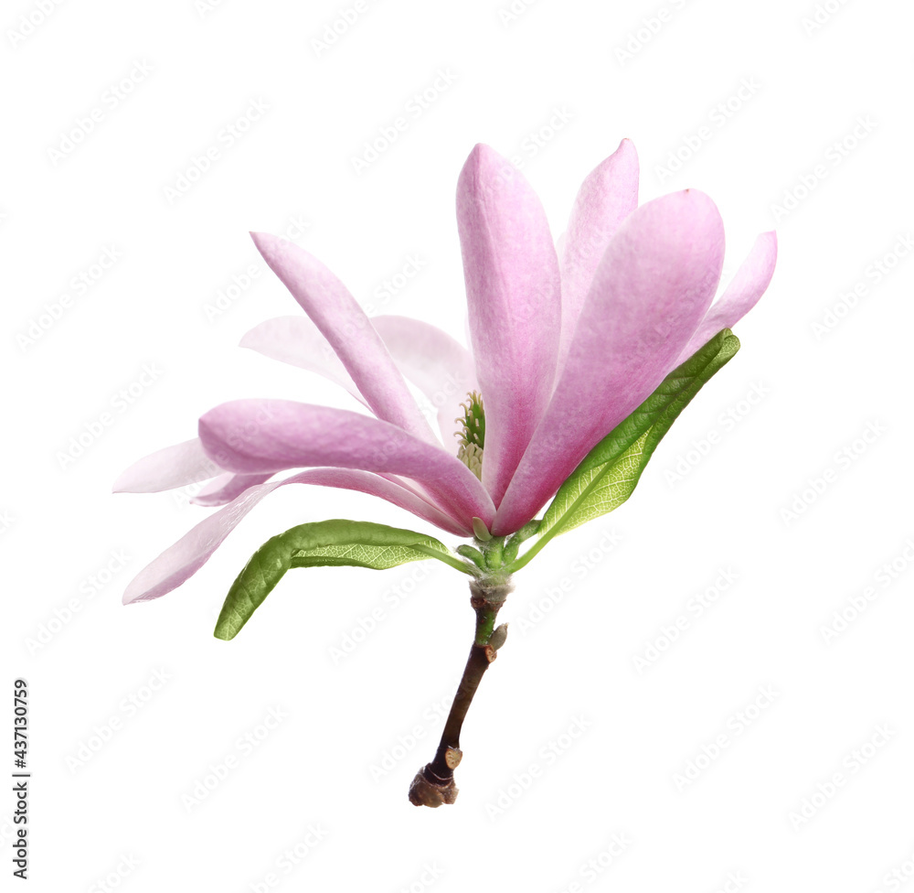 Naklejka premium Beautiful pink magnolia flower with green leaves isolated on white