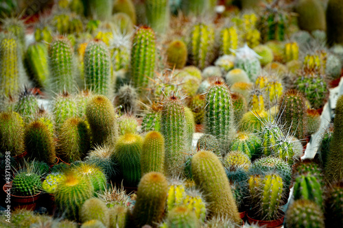 close up of cactus plant 