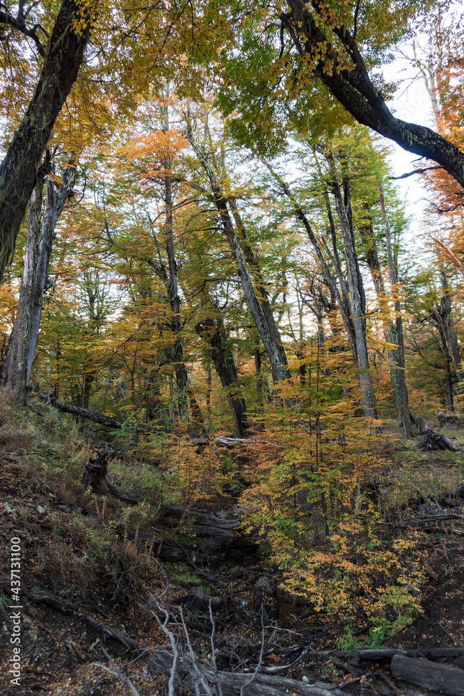 Mountain forest in the fall in Argentina