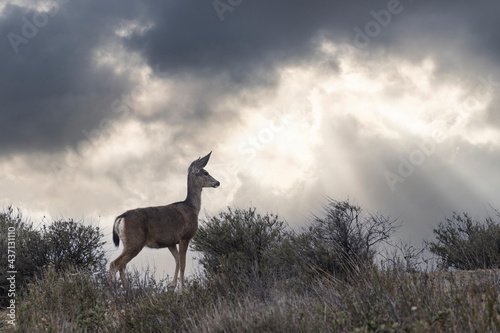 Mule Deer with clear storm clouds at Rocky Peak Park in the Santa Susana Mountains near Los Angeles and Simi Valley, California. © trekandphoto