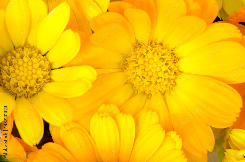 Fresh organic calendula flowers background. Uniform background of bright orange marigold flowers. Close-up, top view. Fresh organic calendula flowers background. Uniform background of bright orange marigold flowers. Close-up, top view.