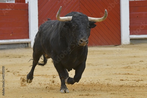  huge spanish bull in bullring