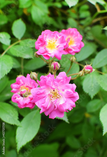 Blooming beautiful pink bush roses in the garden. Spring flower in green leaves