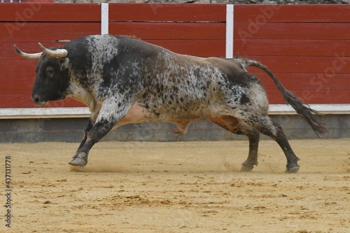 Fototapeta Naklejka Na Ścianę i Meble -  
huge spanish bull in bullring