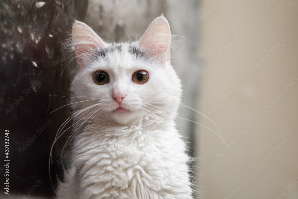 portrait of a white cat looking at the camera at home.