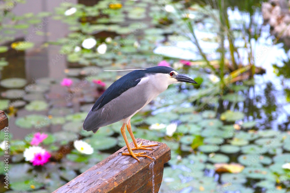 Obraz premium Bright blue bird with a white cirrus sitting on a branch by the lake in the Bali garden