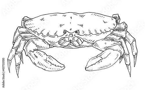 Crab isolated on white background. Vintage hatching vector monochrome black illustration.