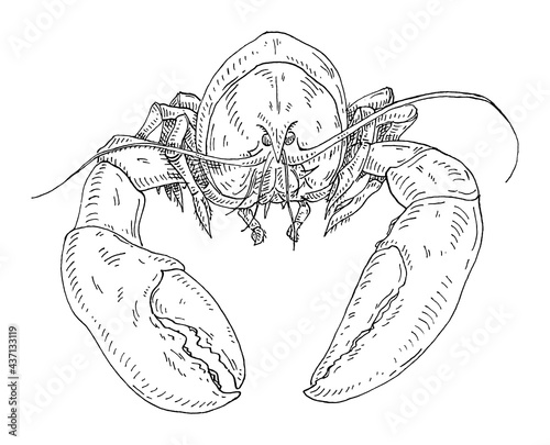 Lobster isolated on white background. color vintage engraving