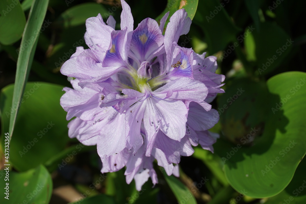 Eichhornia crassipes flower with a natural background. Indonesian call it enceng gondok Eichhornia crassipes flower with a natural background. Indonesian call it enceng gondok