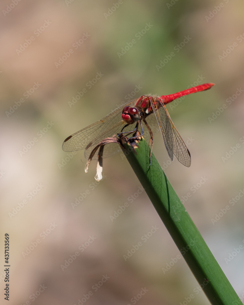 red dragonfly on a leaf red dragonfly on a leaf