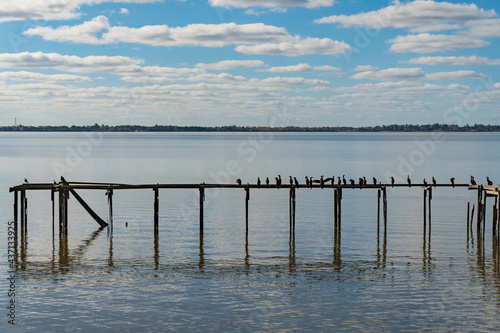 quiet lagoon with small wooden pier and birds resting in Argentina