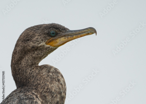 Tableau sur toile close up to a neotropic cormorant