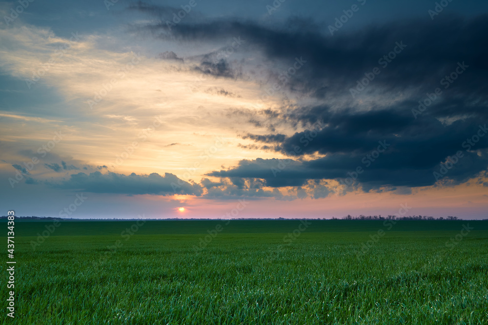 agricultural field with young sprouts and a blue sky with clouds - a beautiful spring landscape at sunset