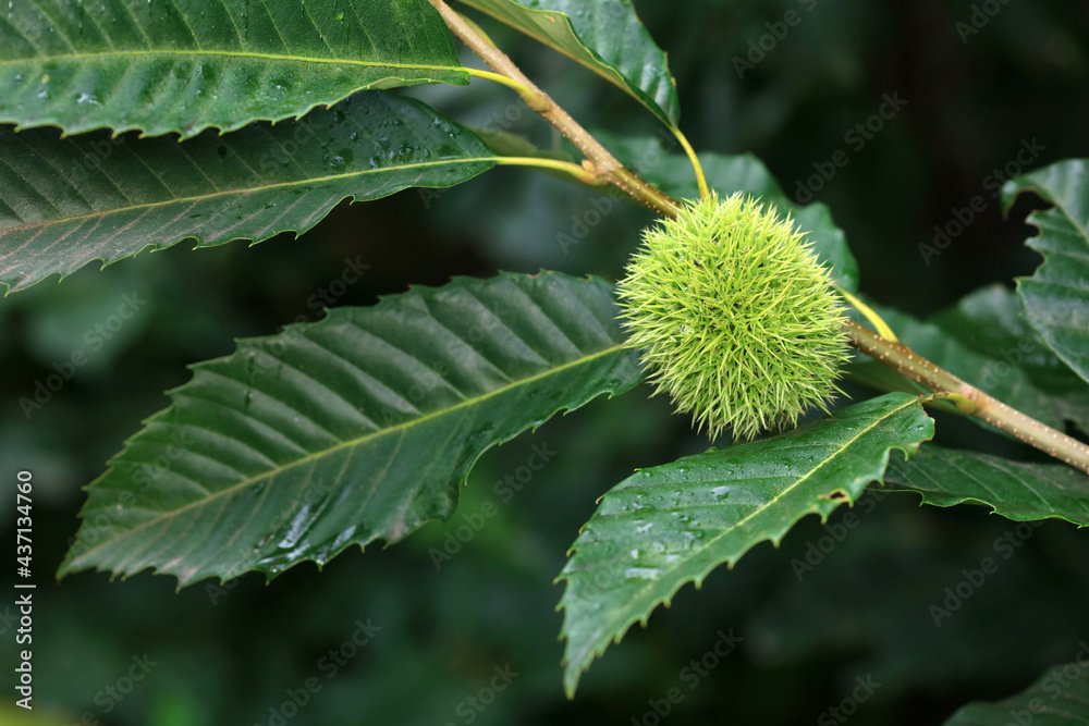 Chestnut fruit shell in the branches, North China