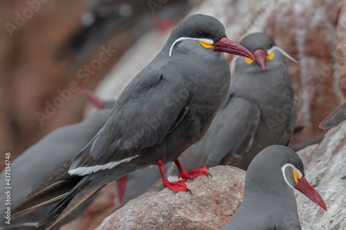 Fototapete colony of Inca tern