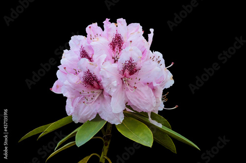 Pink rhododendron or azalea flower isolated on a black background photo