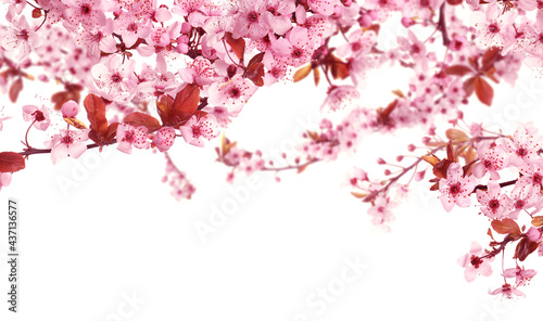 Beautiful sakura tree branches with delicate pink flowers on white background © New Africa