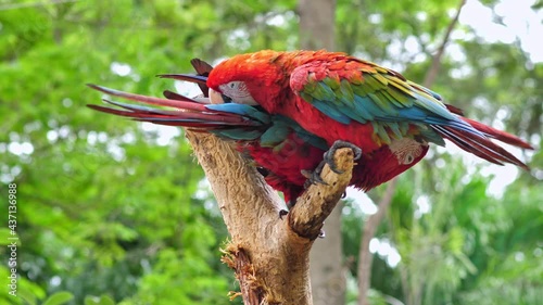 4k footage scene ; two colorful parrot called 'Macaw' cleaning the feathers atop a dry tree. animal concept on footage insert scene.