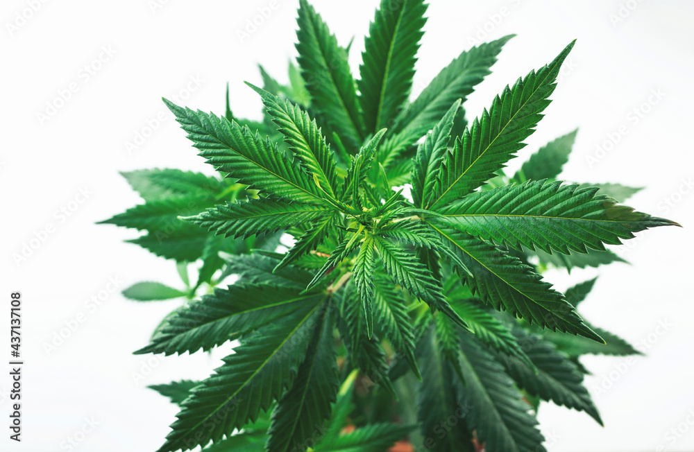 Full frame Overhead shot of Cannabis plant against white backdrop