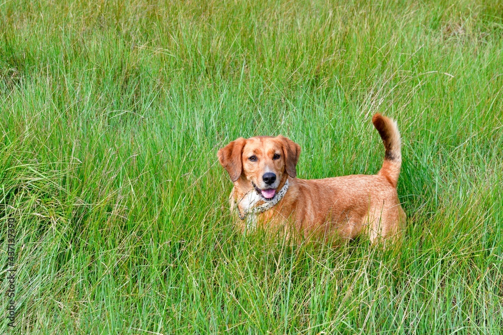 Beautiful dog in nature