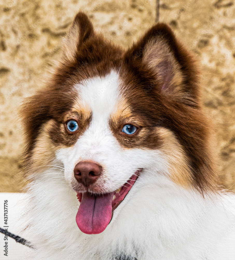 White, Brown and Tan Pomeranian and Husky (Pomsky) mixed breed dog