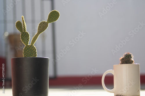 Cactus al aire libre en una calurosa tarde de verano photo
