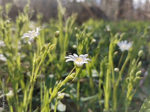 Stellaria-holostea-Flower-030521-1 © Klara