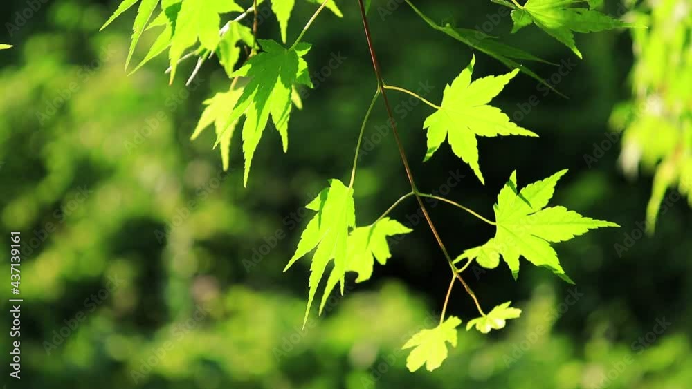 青もみじ　新緑