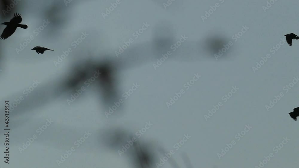 Flying birds. Wildlife. A huge flock of crows is flying in slow motion. Wild birds pattern. Nature background.